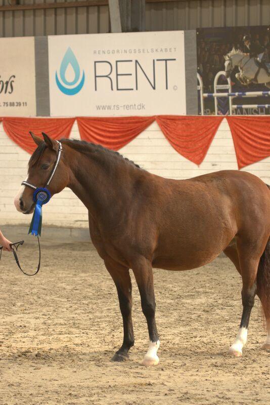 Welsh Partbred (Sec F) SWF'S Pippi (Pipes)  - Oktobershow 2019  billede 16