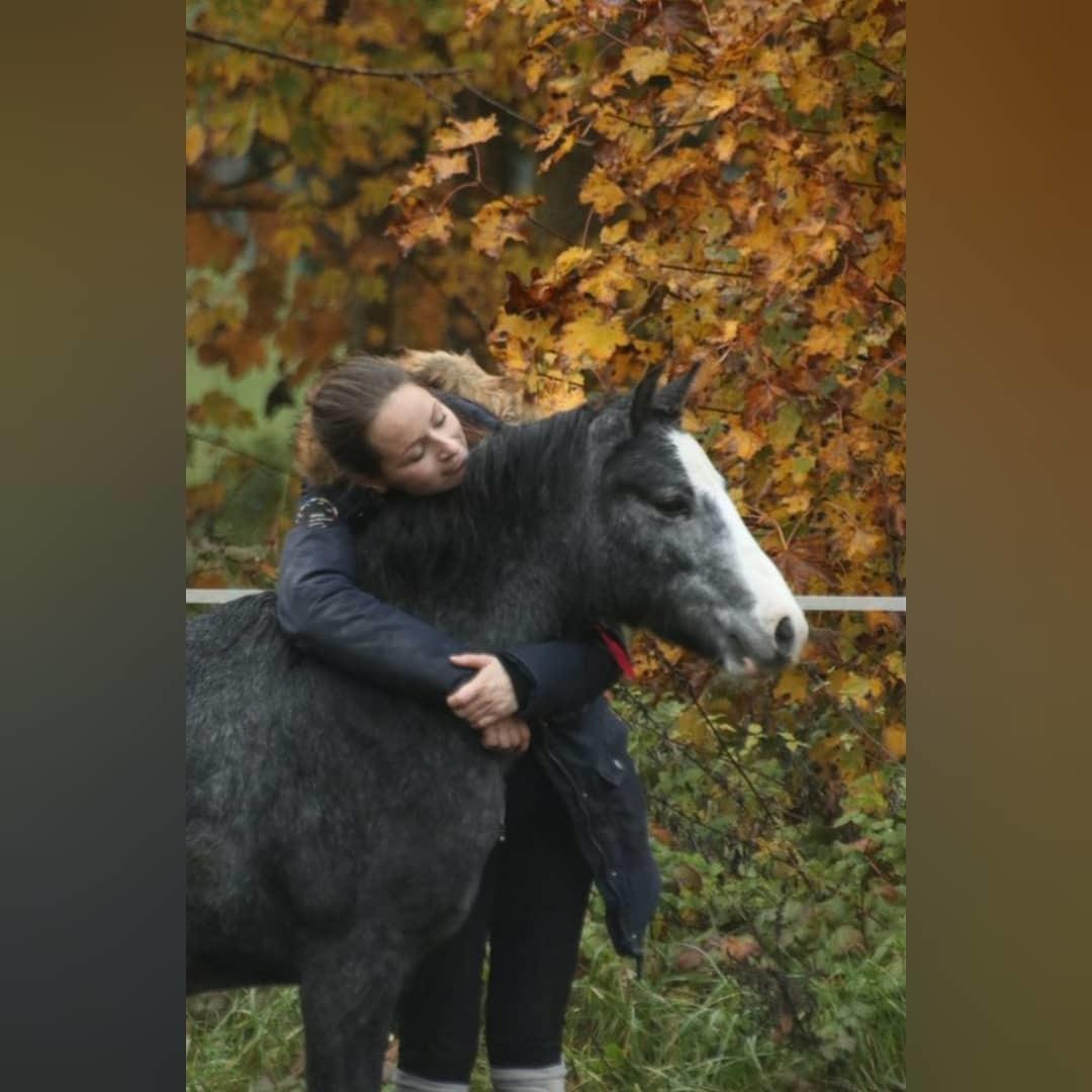 Welsh Mountain (sec A) Fakla Junior (Manse) † billede 5