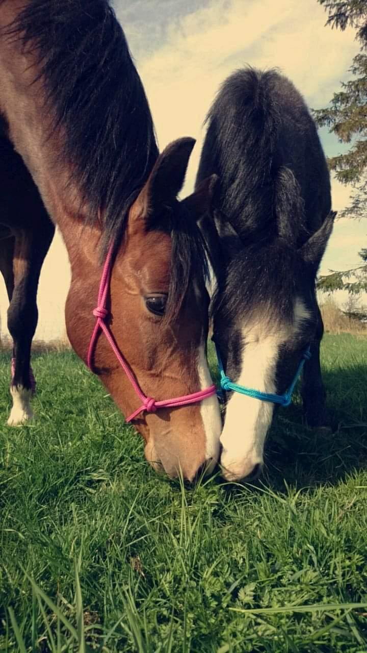 Welsh Mountain (sec A) Fakla Junior (Manse) † billede 9