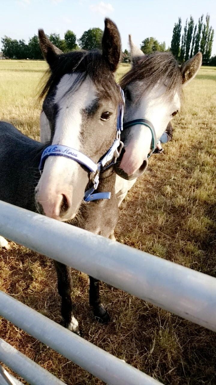 Welsh Mountain (sec A) Fakla Junior (Manse) † billede 12