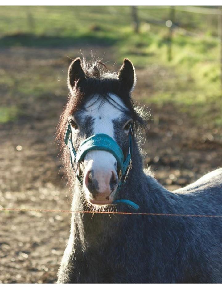 Welsh Mountain (sec A) Fakla Junior (Manse) † billede 16