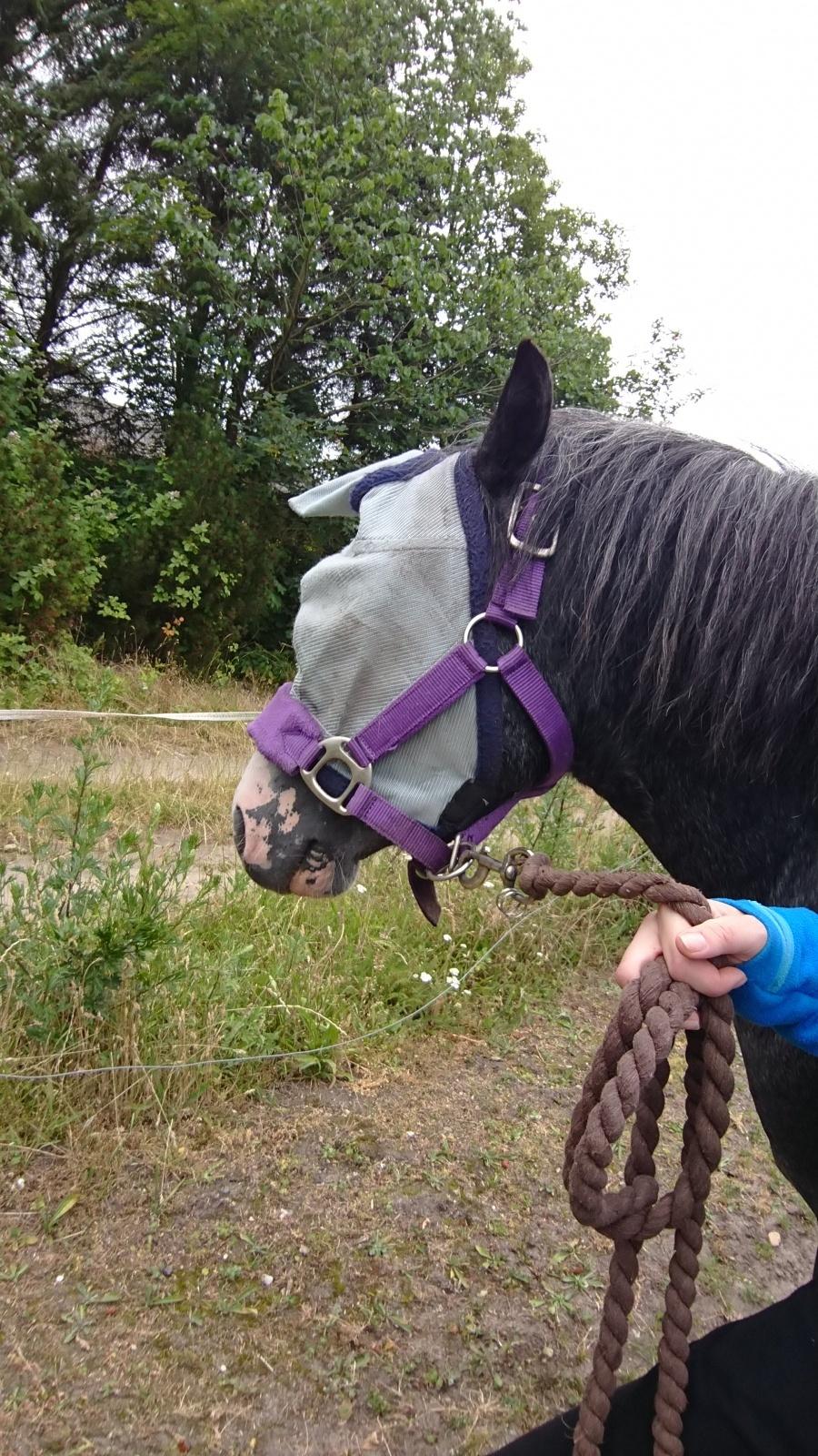 Welsh Mountain (sec A) Fakla Junior (Manse) † - Manse ville meget gerne være unicorn 🦄😅💙 billede 18