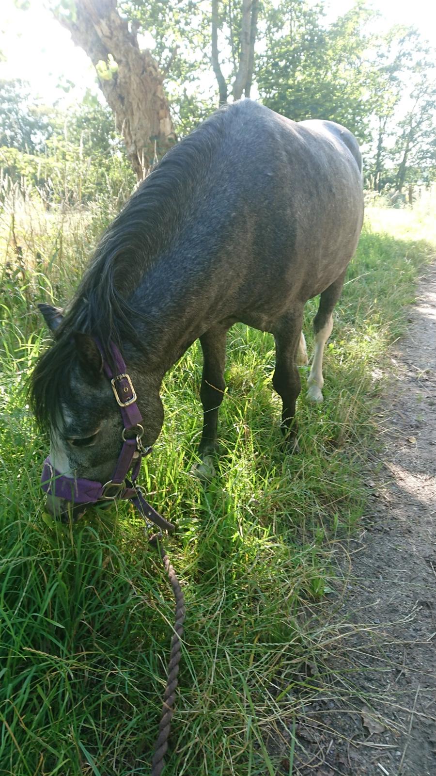 Welsh Mountain (sec A) Fakla Junior (Manse) † billede 19