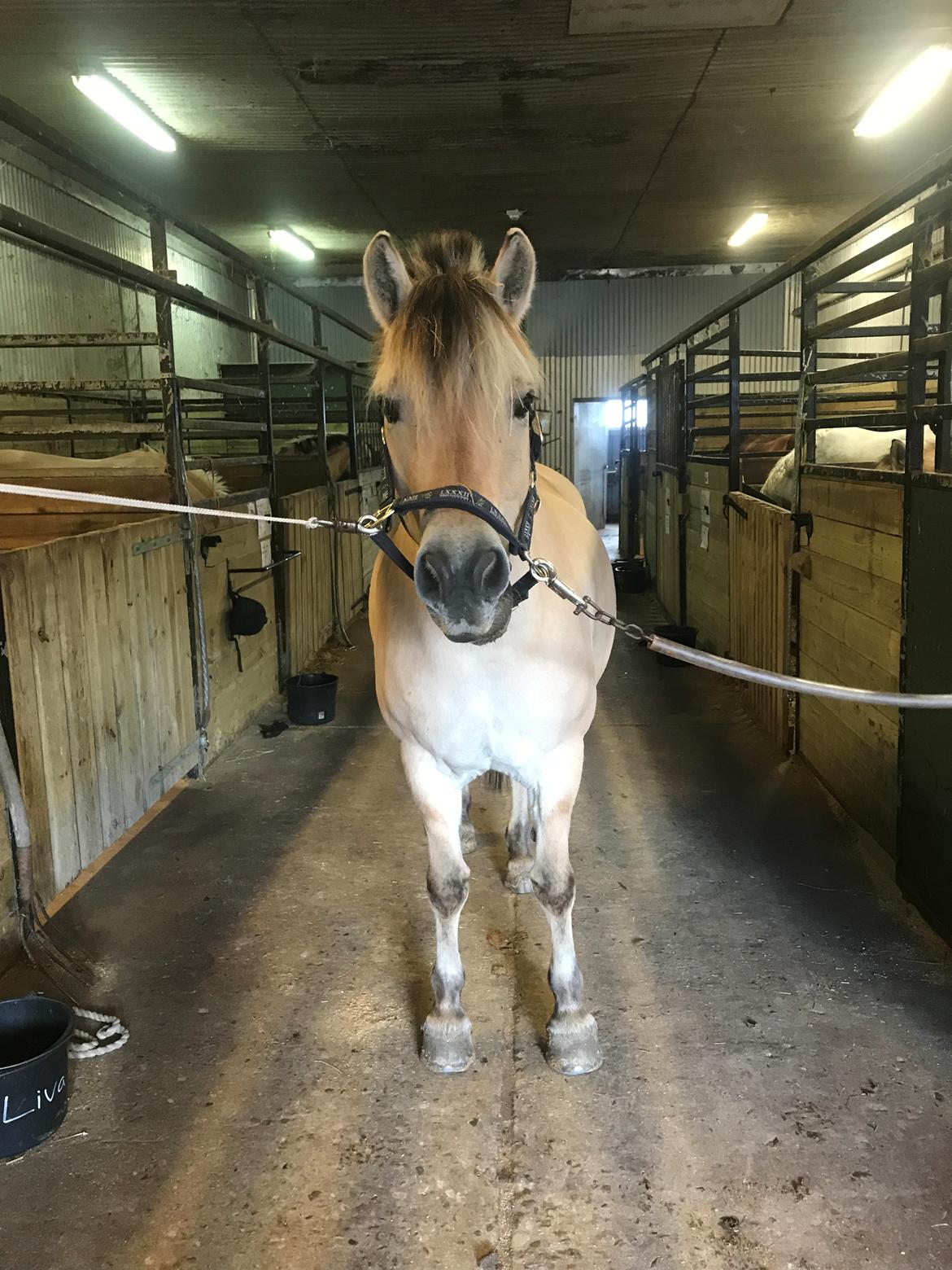 Fjordhest Merle vårby - (Tideliger part) billede 18