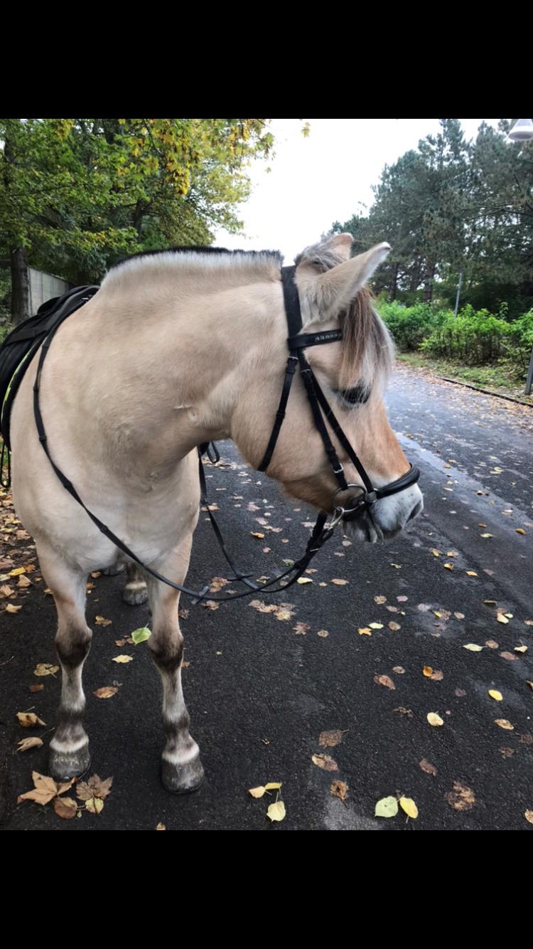 Fjordhest Merle vårby - (Tideliger part) billede 20