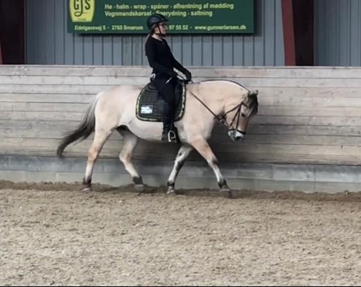 Fjordhest Merle vårby - (Tideliger part) billede 19