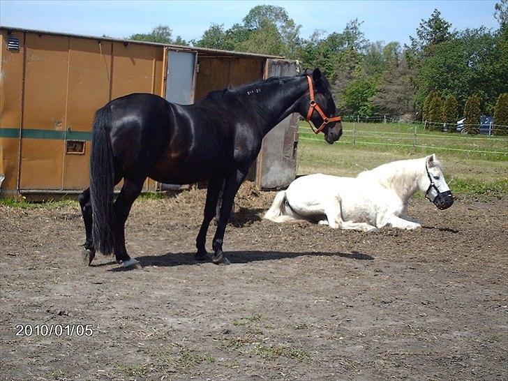 Traver ~Nathaly Prophet~ Medera (Dronningen) billede 5