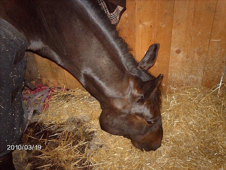 Traver ~Nathaly Prophet~ Medera (Dronningen) billede 1