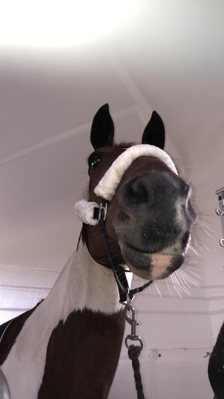 Anden særlig race Tulle Ørnhøj billede 13