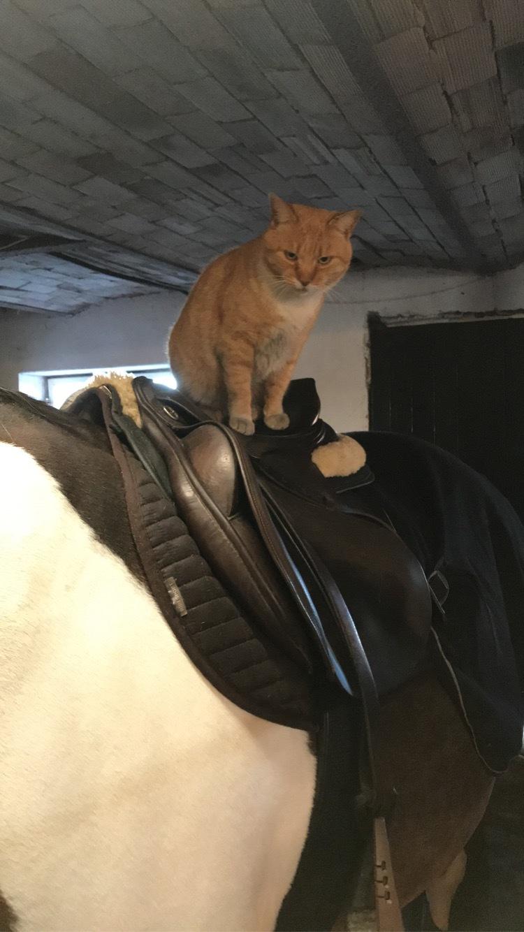 Anden særlig race Tulle Ørnhøj - Kattevenlig  billede 20