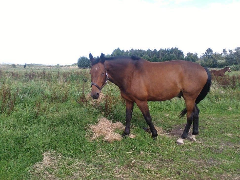 Dansk Varmblod Attilla -em. billede 1