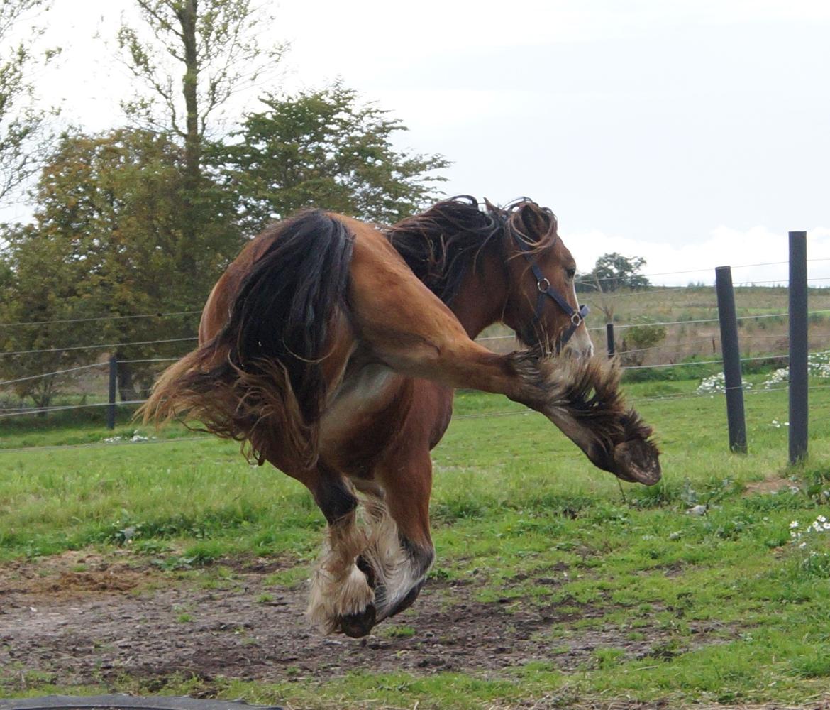 Irish Cob Lenders Winzent of Ireland - 28-09-19. billede 6