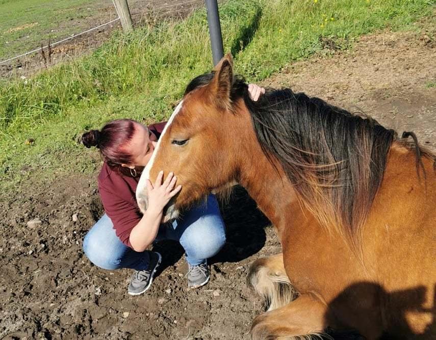 Irish Cob Lenders Winzent of Ireland - Mit alt <3 billede 1