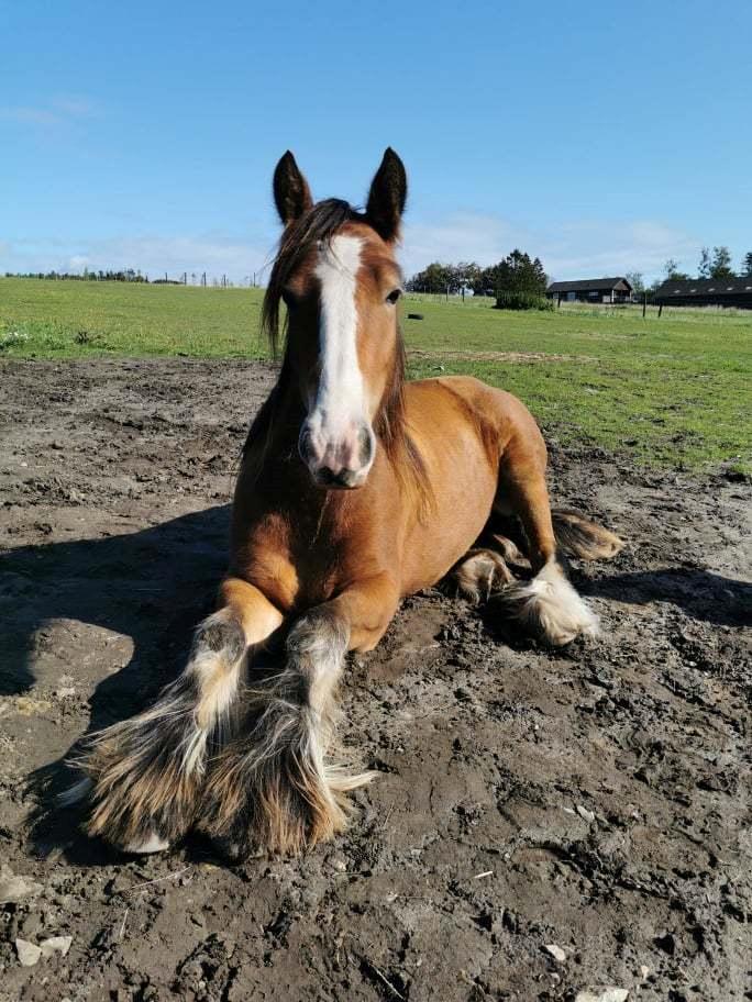 Irish Cob Lenders Winzent of Ireland billede 8