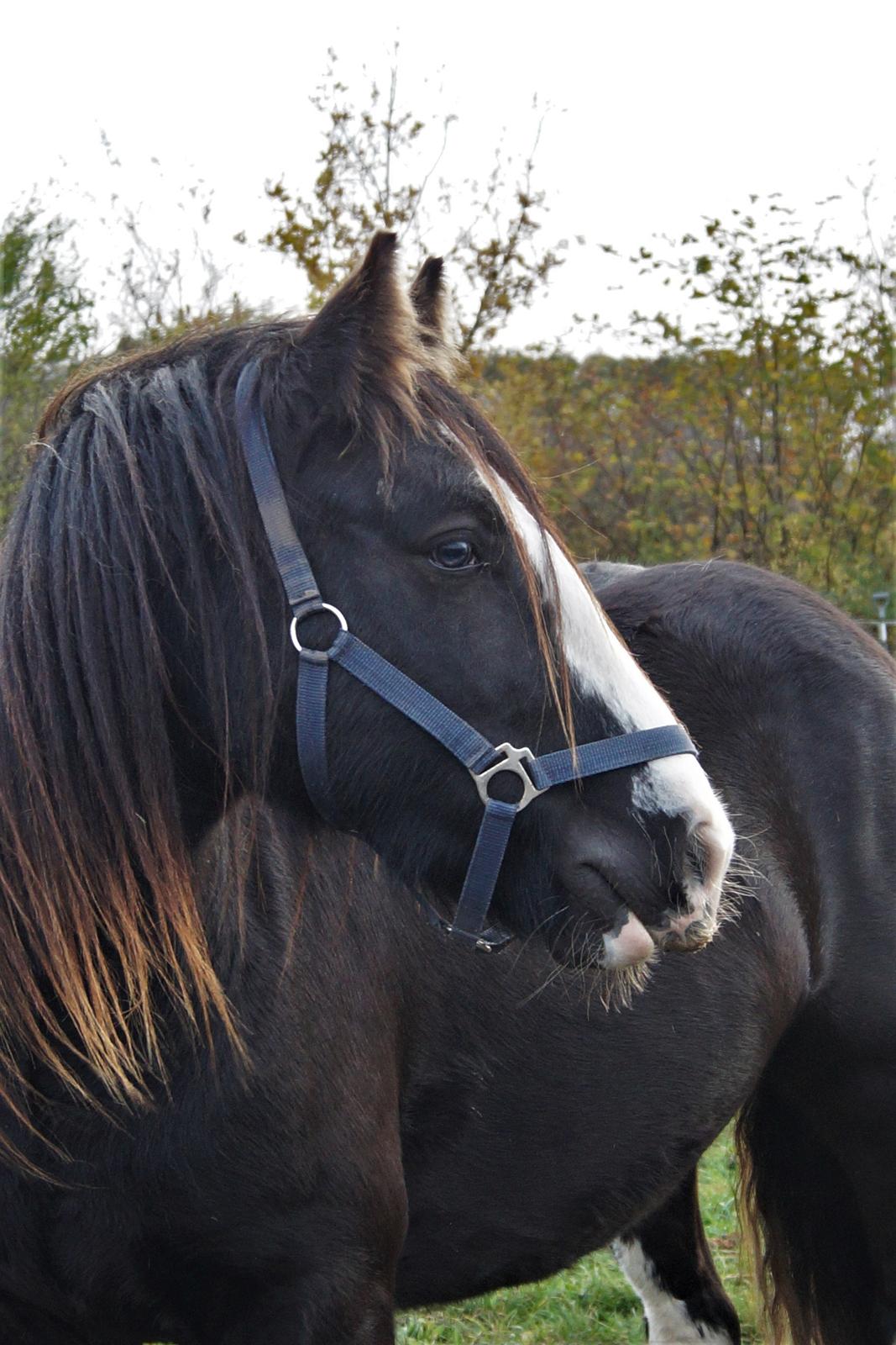 Irish Cob Stald Dalby's Tyrone - Flotfyr.dk billede 1