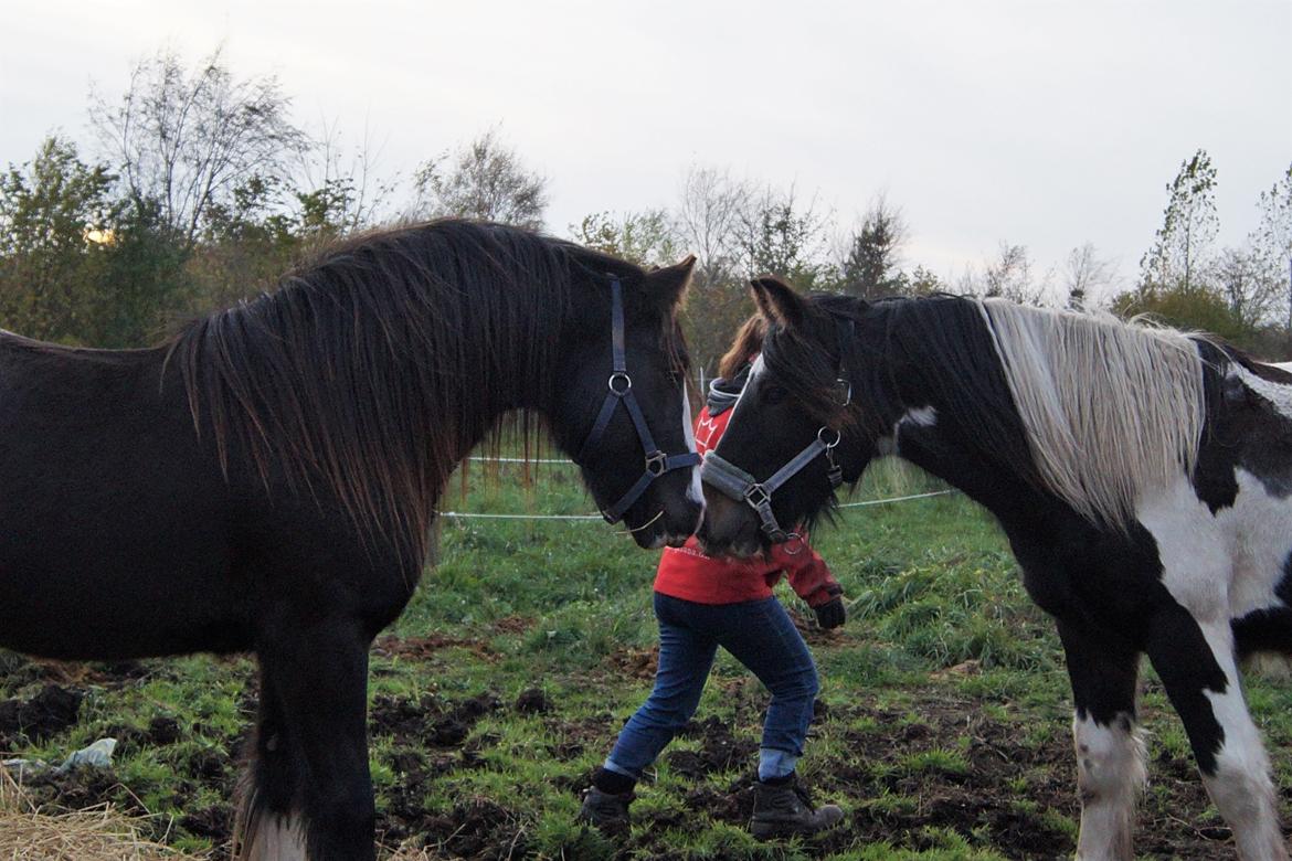 Irish Cob Stald Dalby's Tyrone - 01-11-19. billede 12