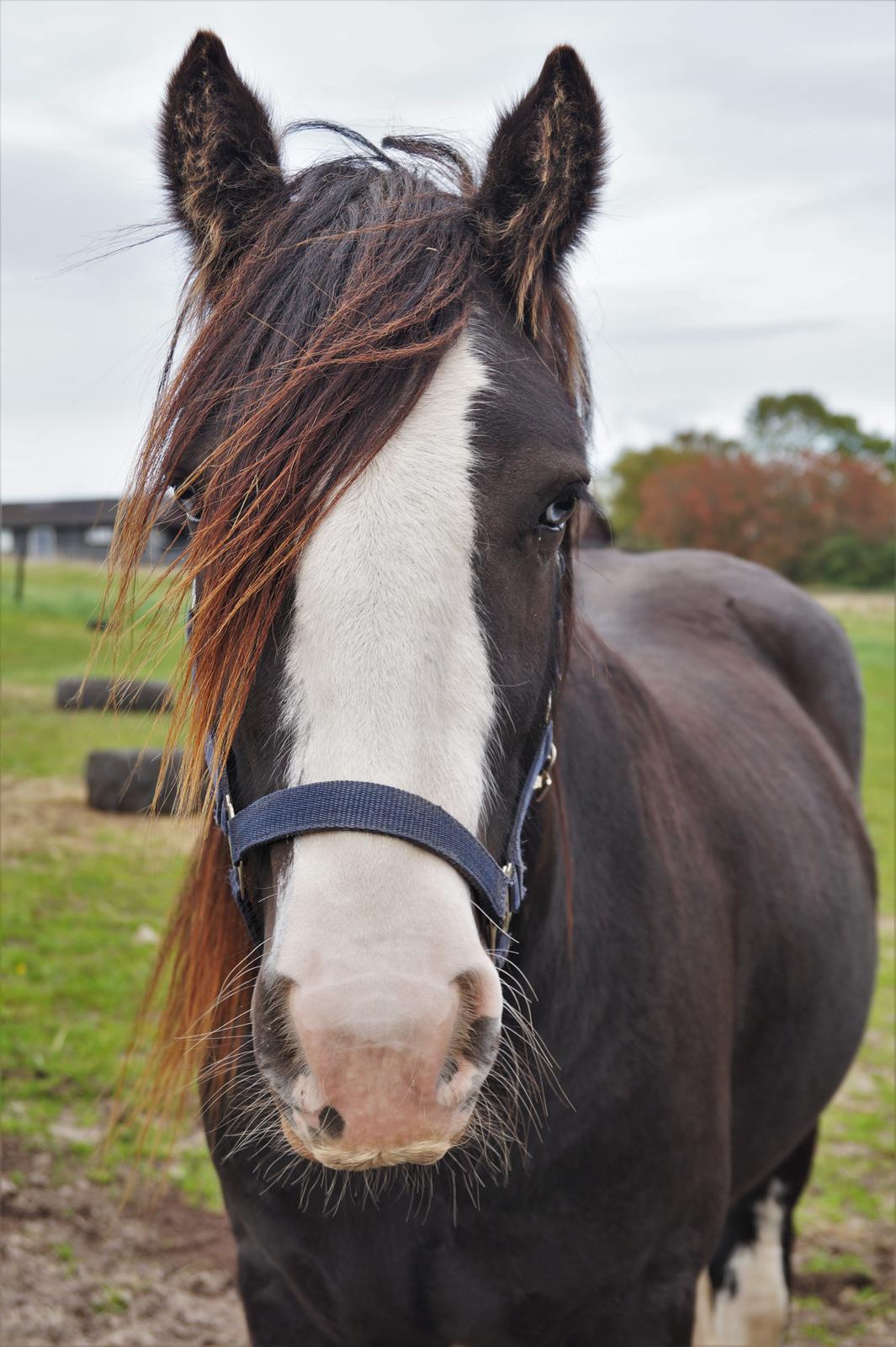 Irish Cob Stald Dalby's Tyrone - 28-09-19. billede 13