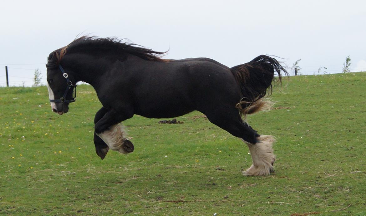 Irish Cob Stald Dalby's Tyrone - 28-09-19. billede 14
