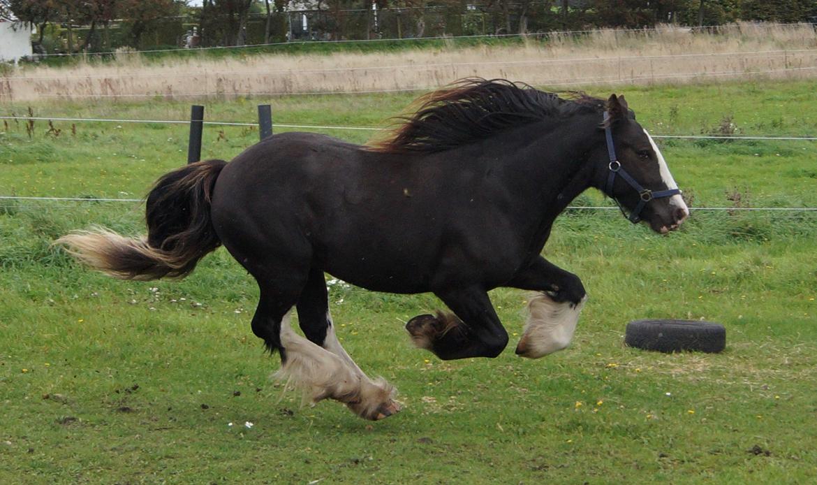 Irish Cob Stald Dalby's Tyrone - 28-09-19. billede 16