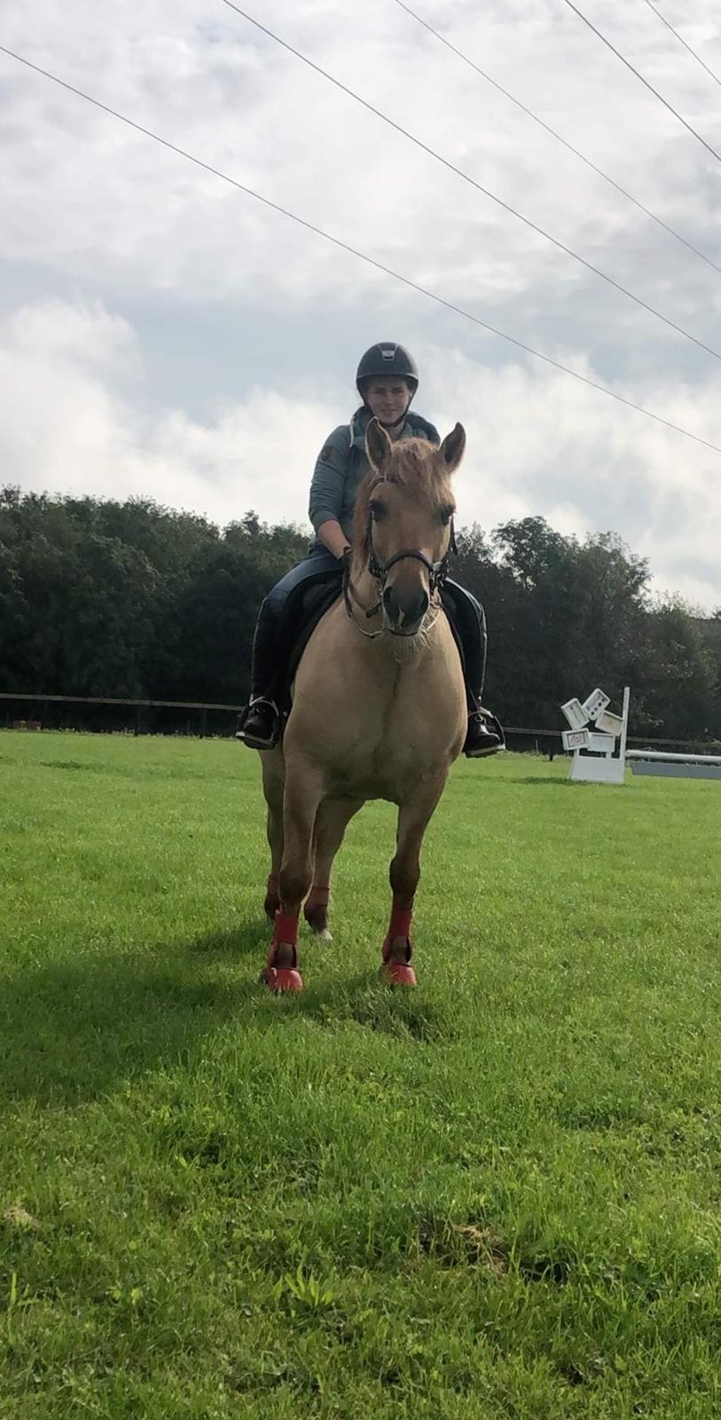 Anden særlig race Adonis billede 11