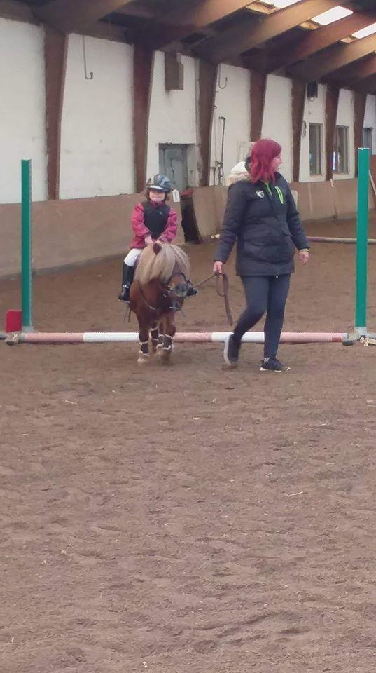 Shetlænder Ll. juulsgaards shakira billede 5