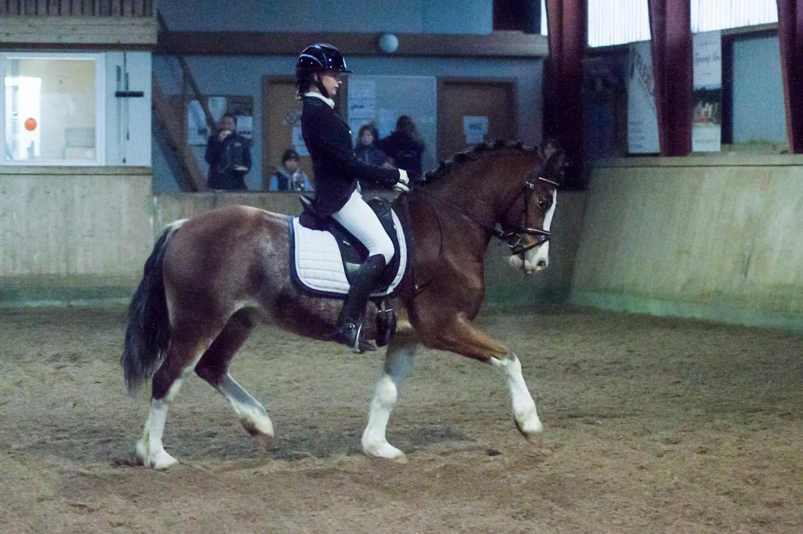 Welsh Pony af Cob-type (sec C) Shamrocklake Calypso Boy  billede 12