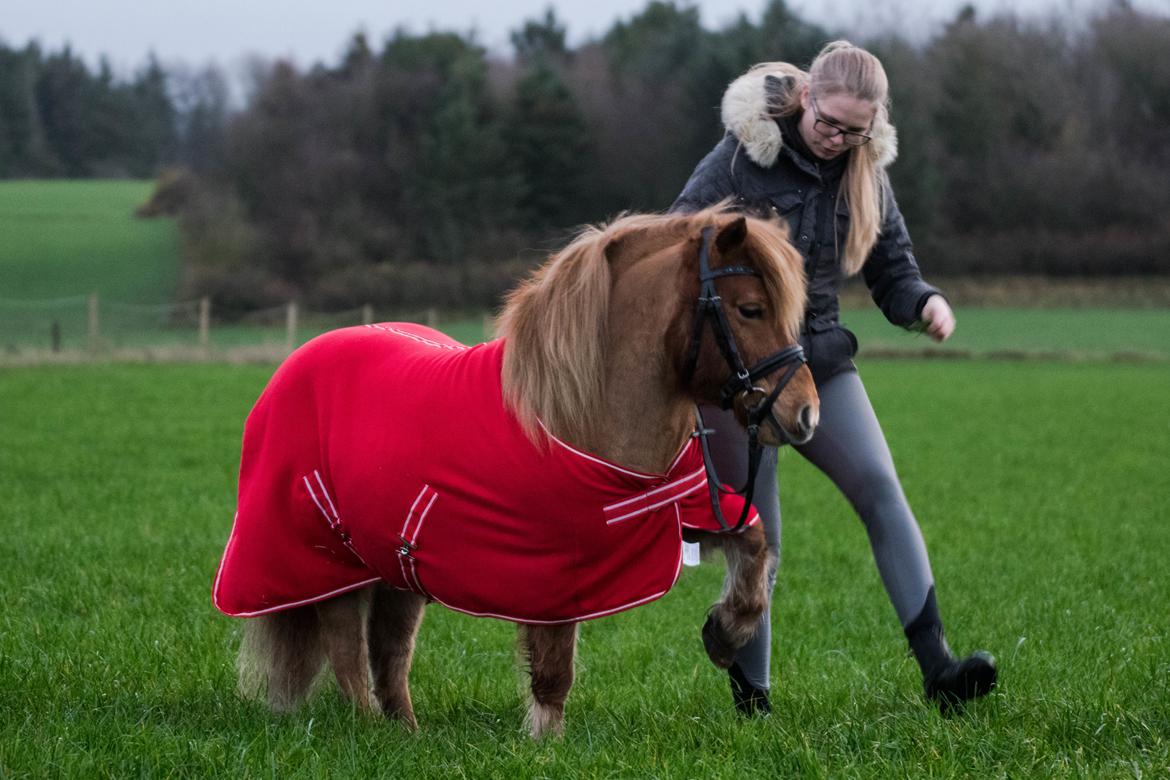 Shetlænder Østertofts Kurt - December 2018. billede 1