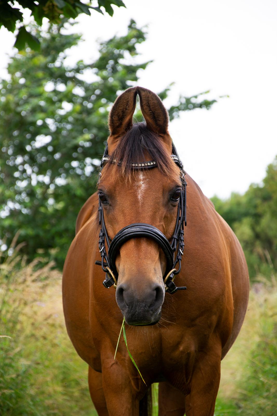 Arabisk fuldblod (OX) McAdoo ox - Min smukke 20årige bedste ven på vores 10års dag d. 12. juli 2019 <3 billede 12