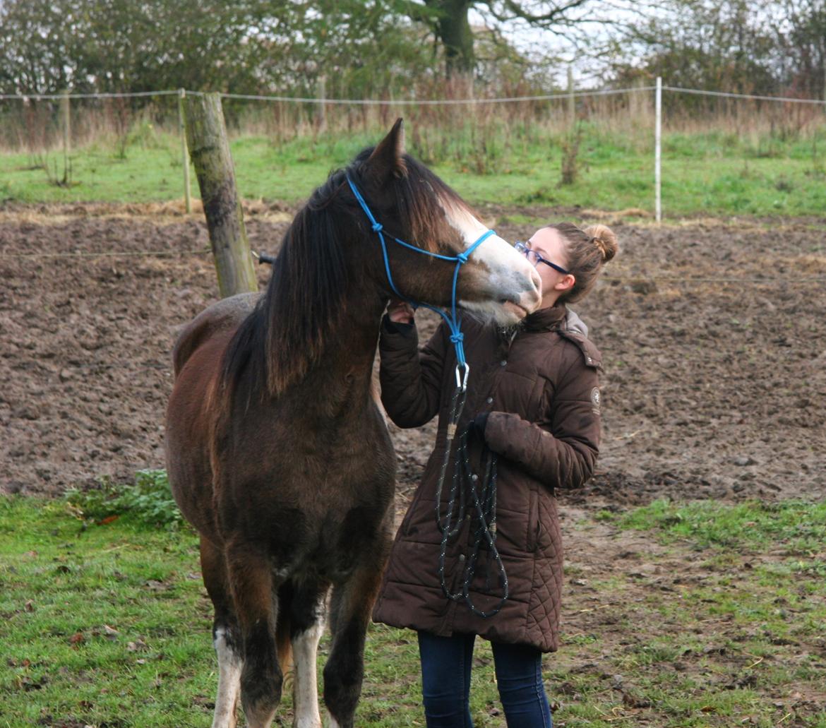 Welsh Cob (sec D) Bøgehøj's Miss Jardore billede 1