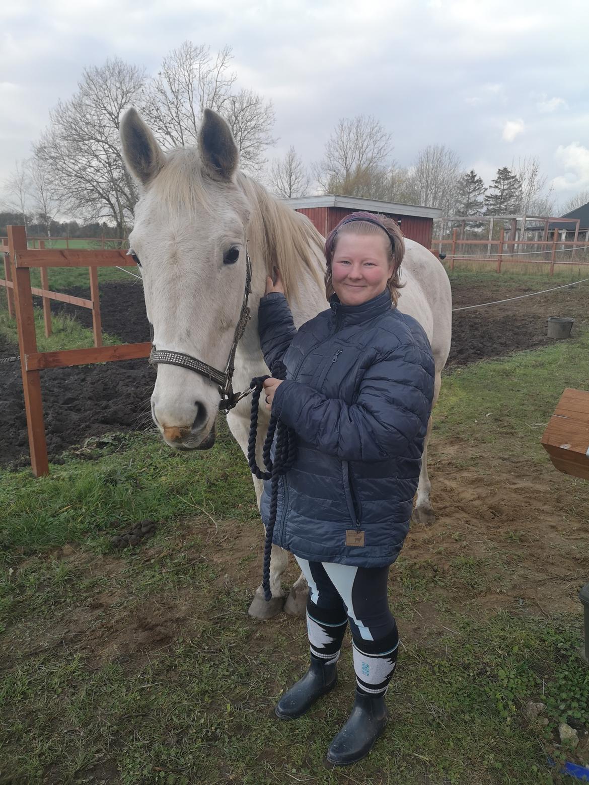 Trakehner I Bella billede 13