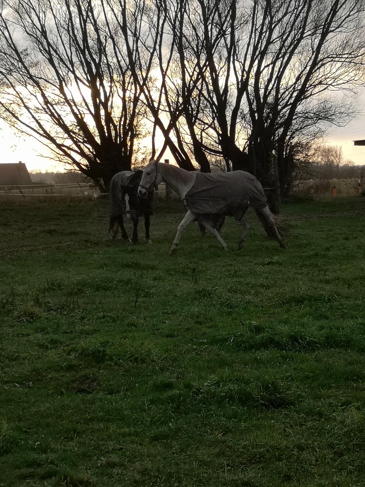 Trakehner I Bella billede 17