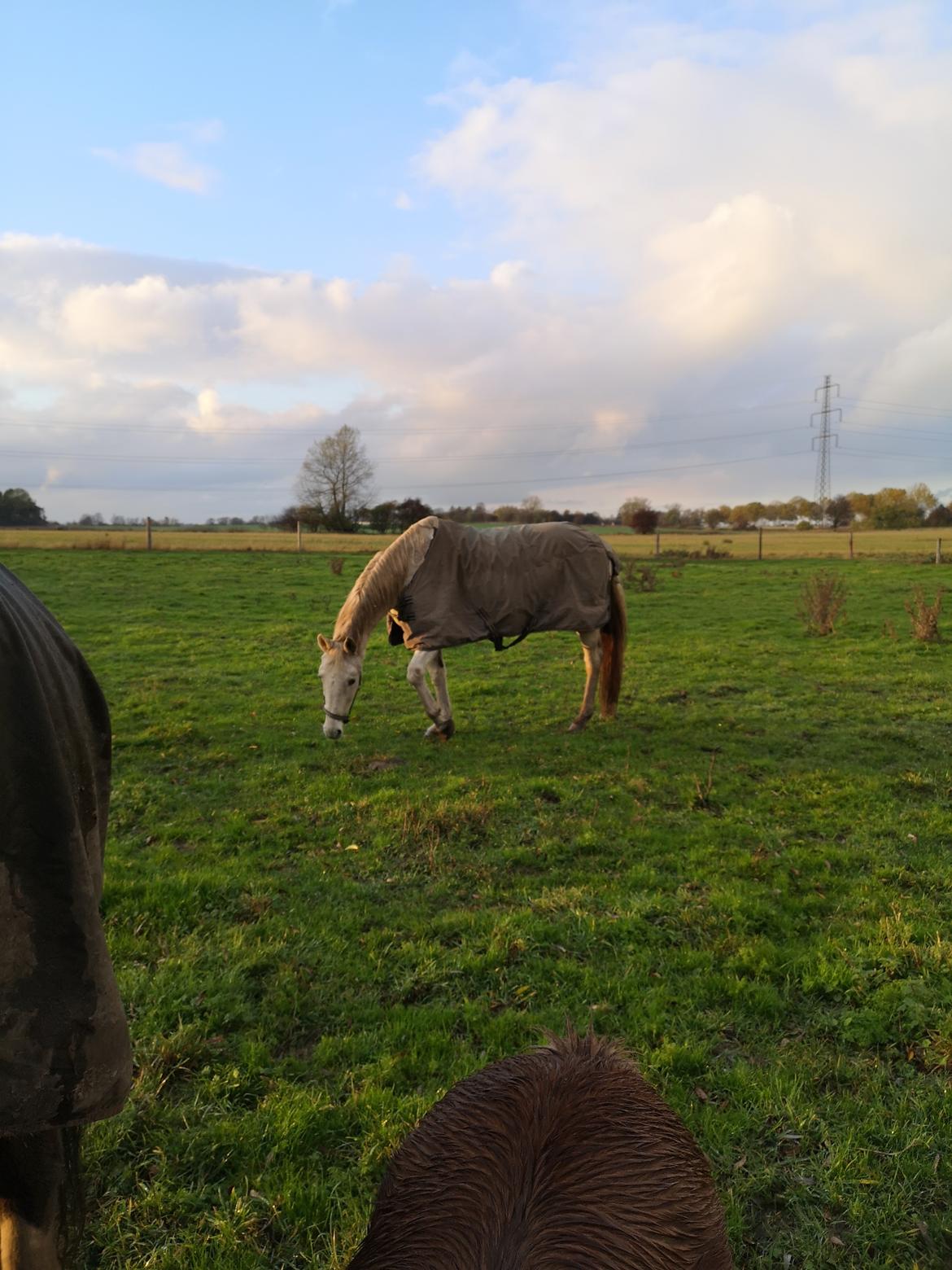 Trakehner I Bella billede 18