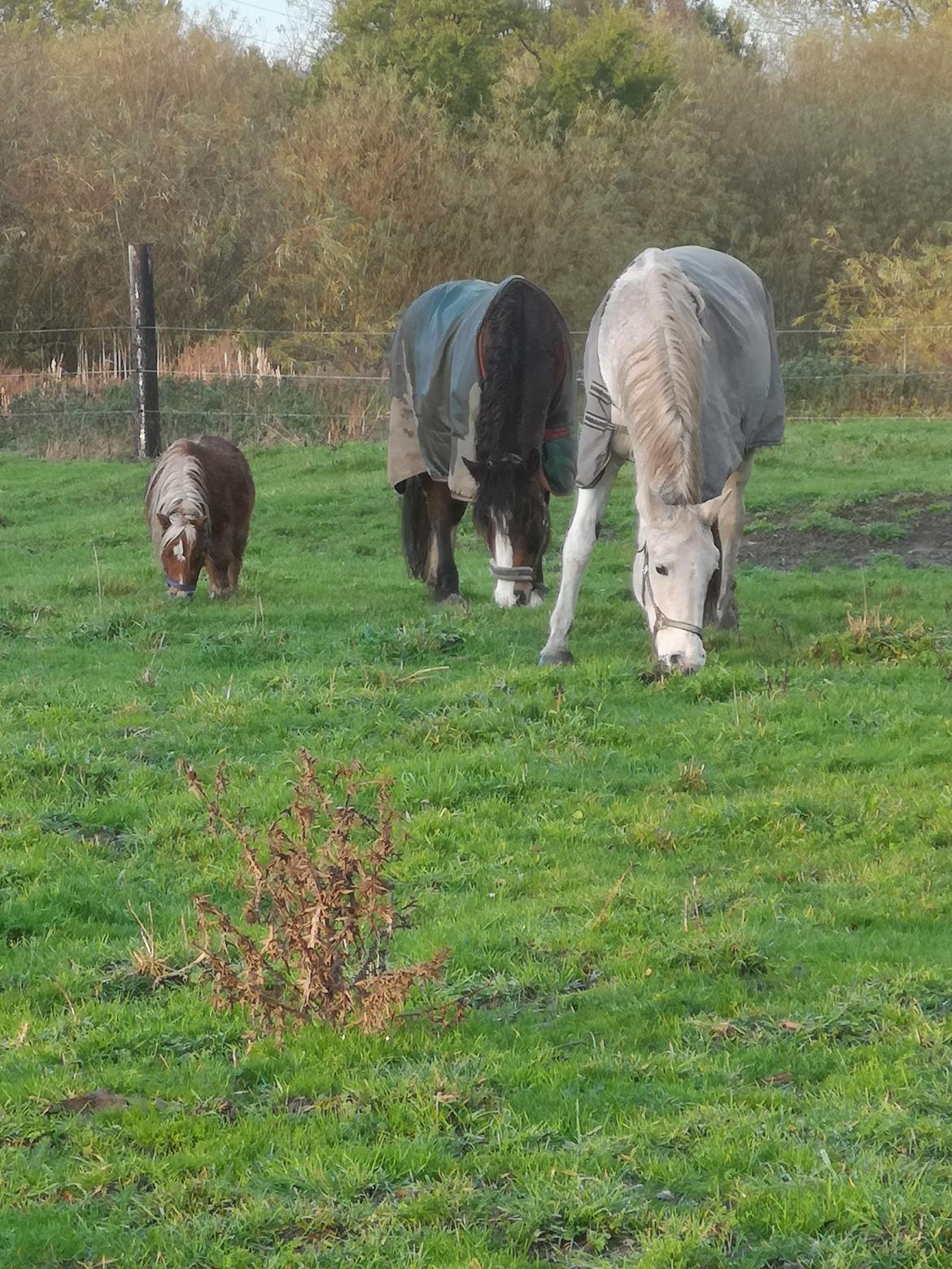 Trakehner I Bella billede 15