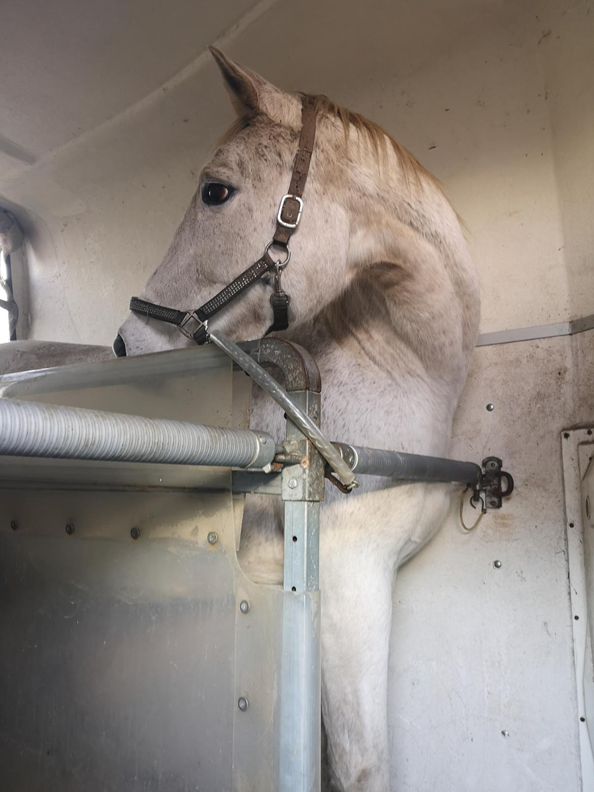 Trakehner I Bella billede 19