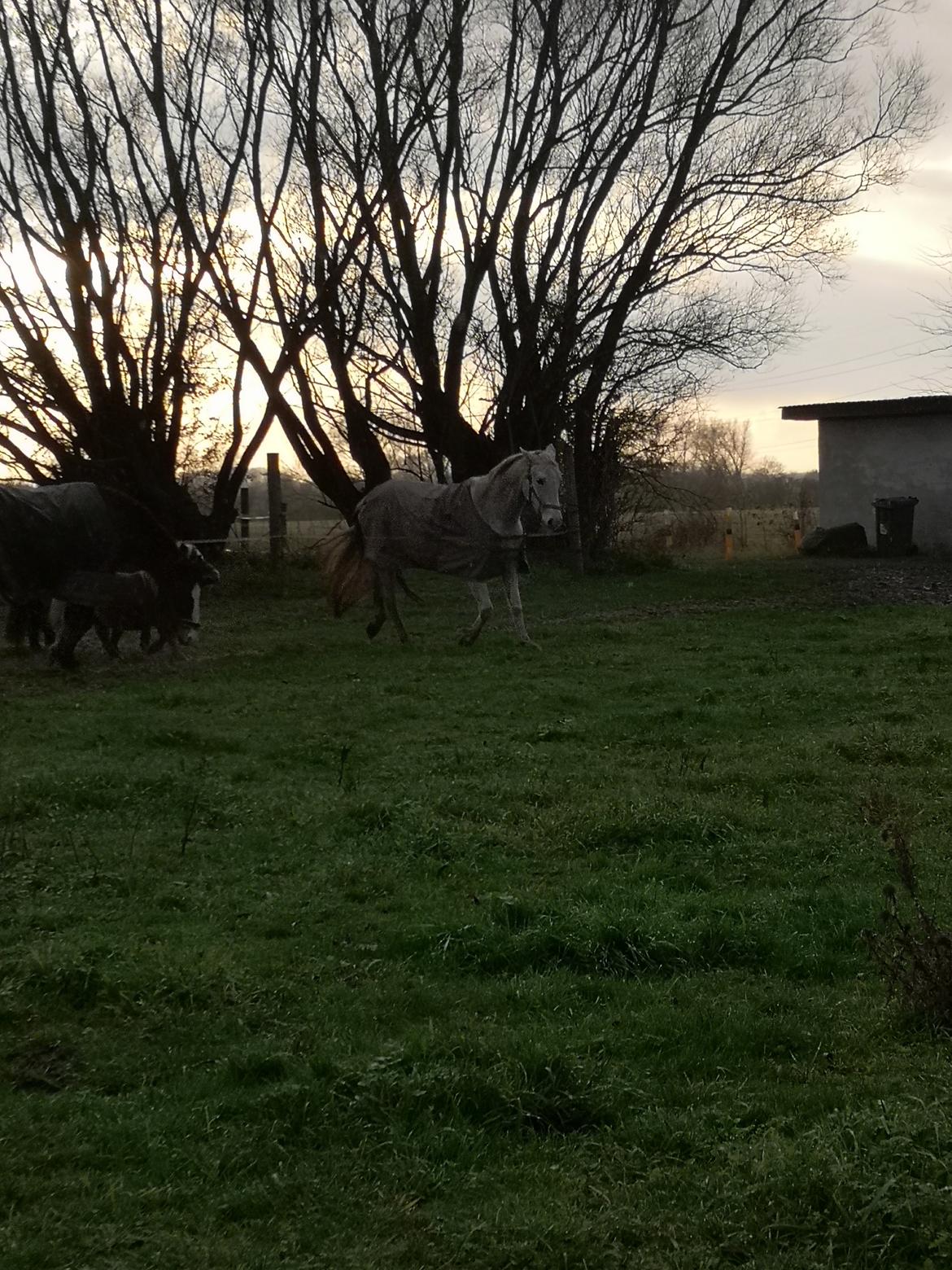 Trakehner I Bella billede 20