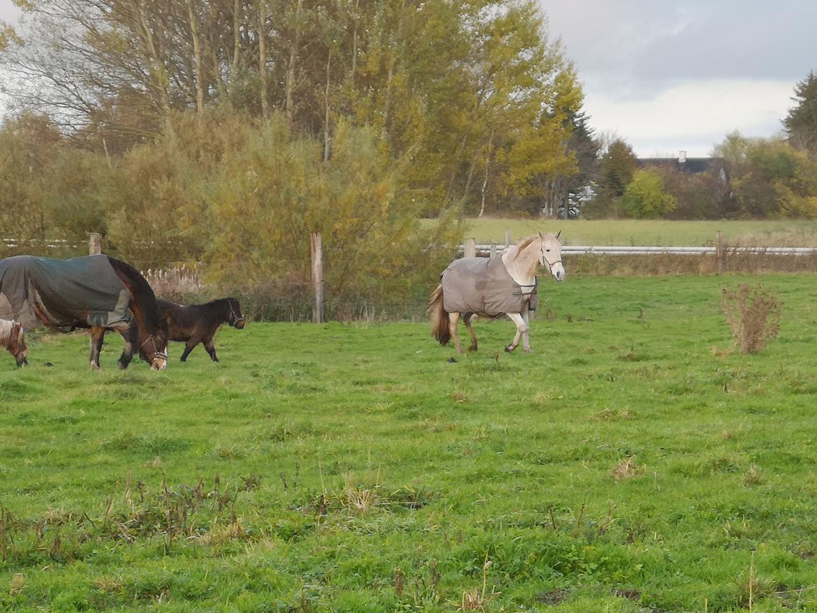 Trakehner I Bella billede 16