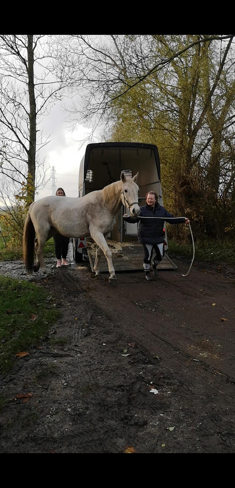 Trakehner I Bella billede 24