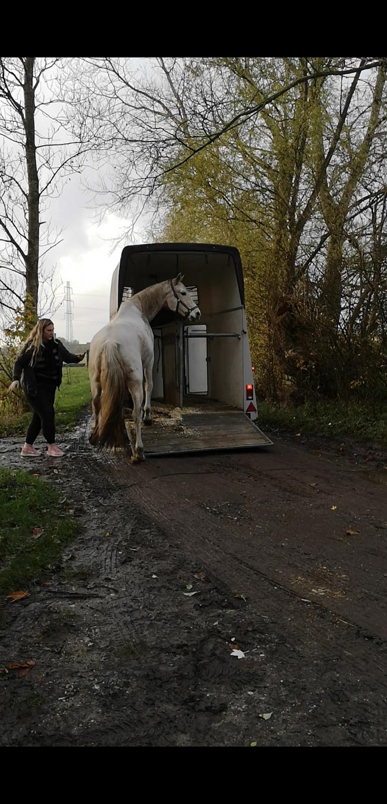Trakehner I Bella billede 22