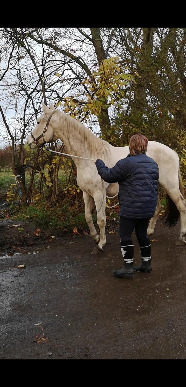 Trakehner I Bella billede 23