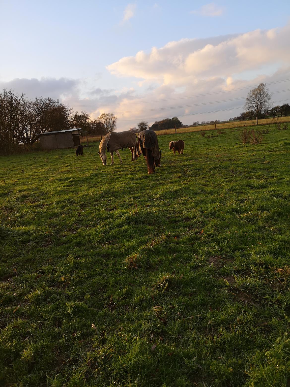 Trakehner I Bella billede 21