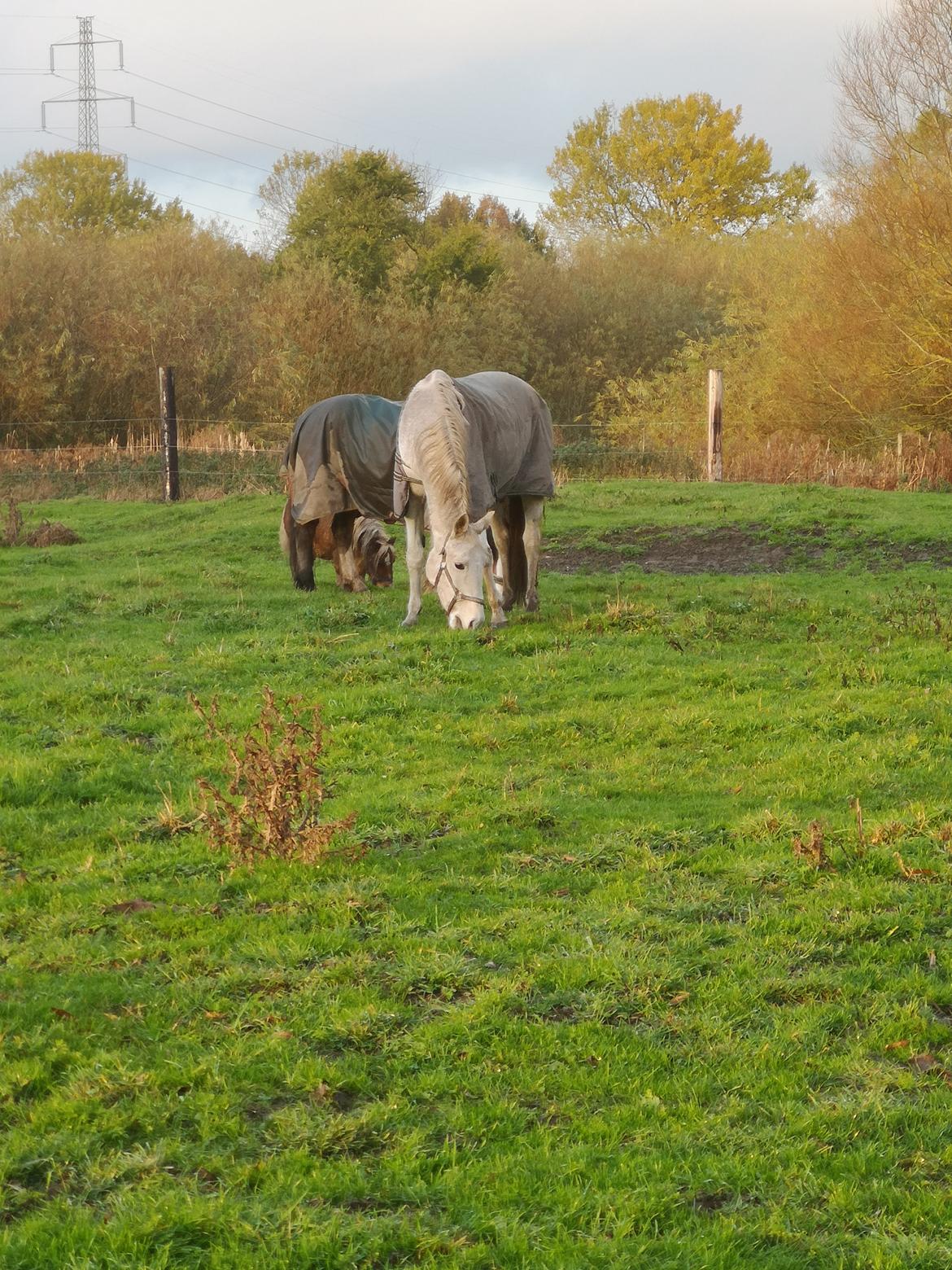 Trakehner I Bella billede 25