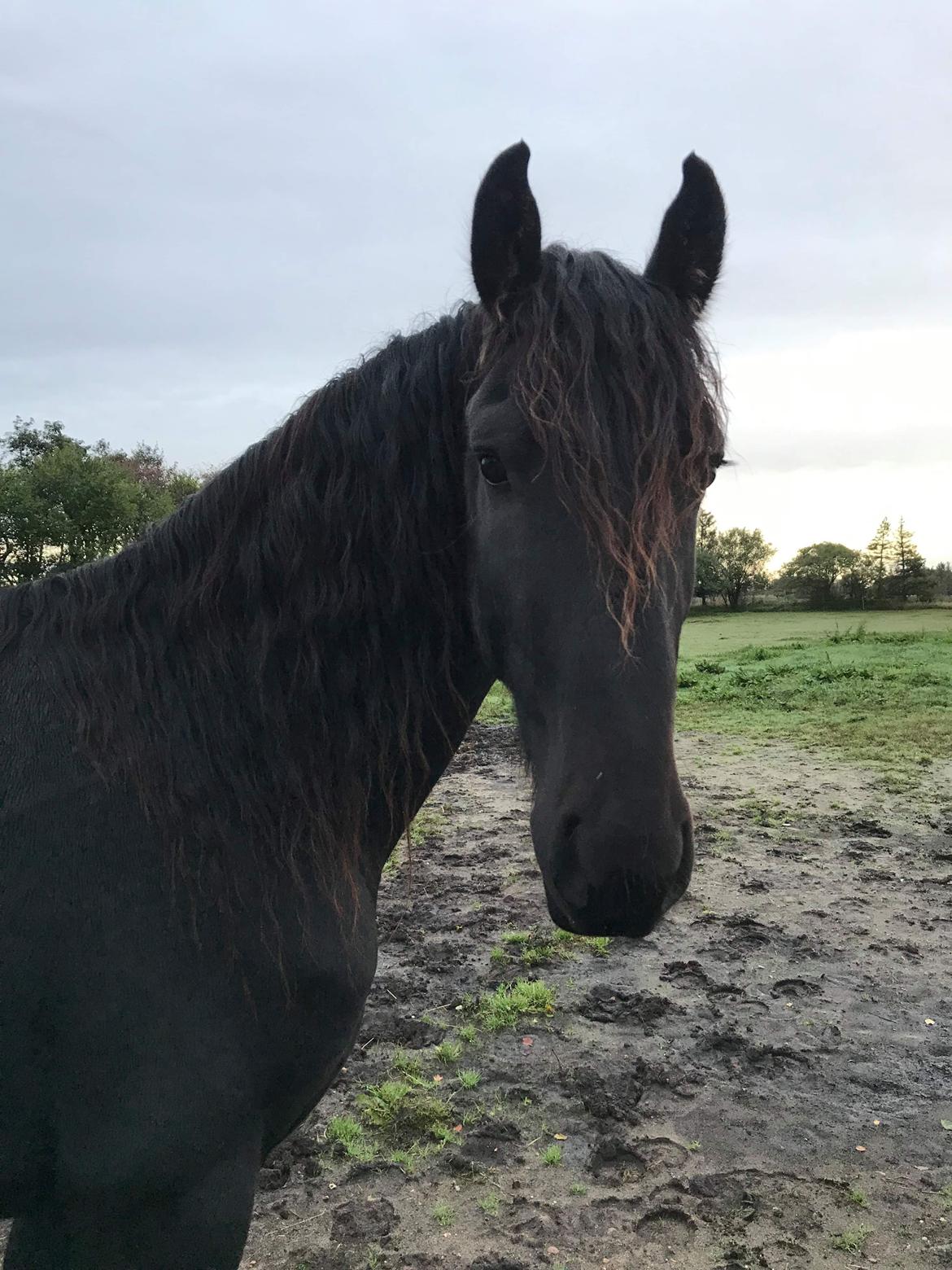 Frieser Anton fan stald barok - Annonce billedet  billede 1