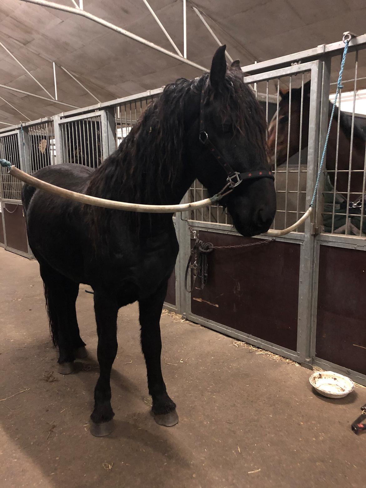 Frieser Anton fan stald barok billede 3