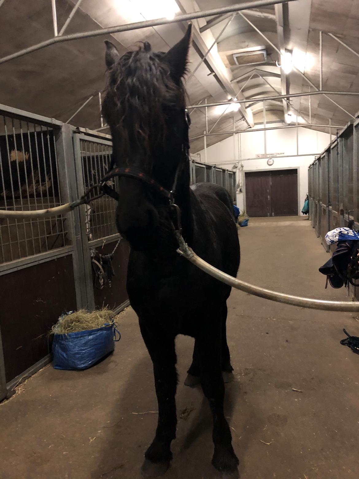 Frieser Anton fan stald barok - Lige ankommet ved mig billede 2