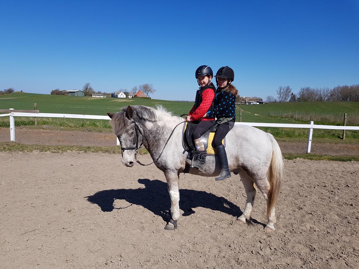 Anden særlig race † Salt n' Pepper † - tøf Tøf. efter at have været en røv og smidt Elena af i galop for 4 gang billede 15