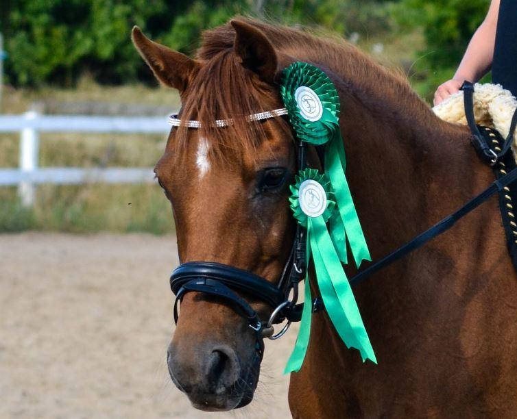 Welsh Partbred (Sec F) Waardhoeve's Ilona *Maggie* billede 1