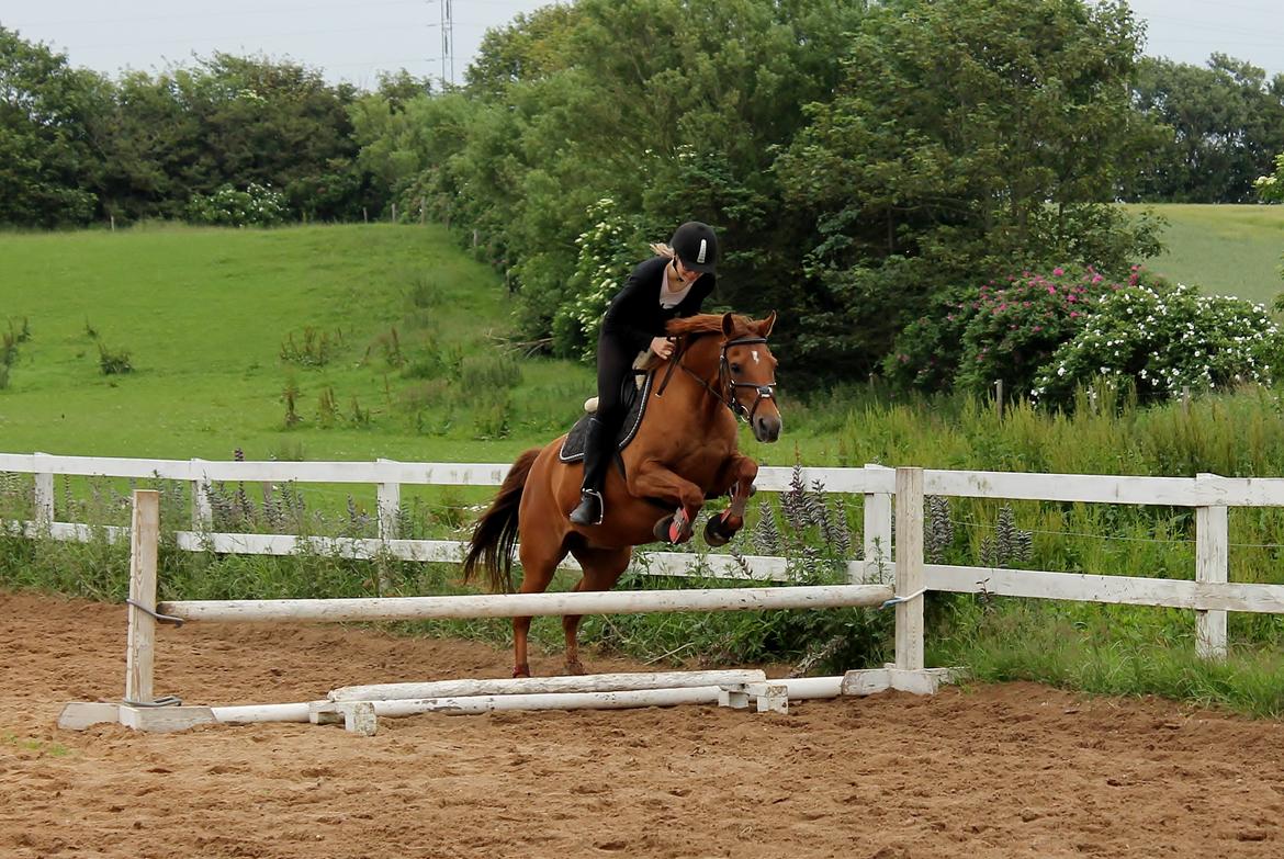 Welsh Partbred (Sec F) Waardhoeve's Ilona *Maggie* billede 16