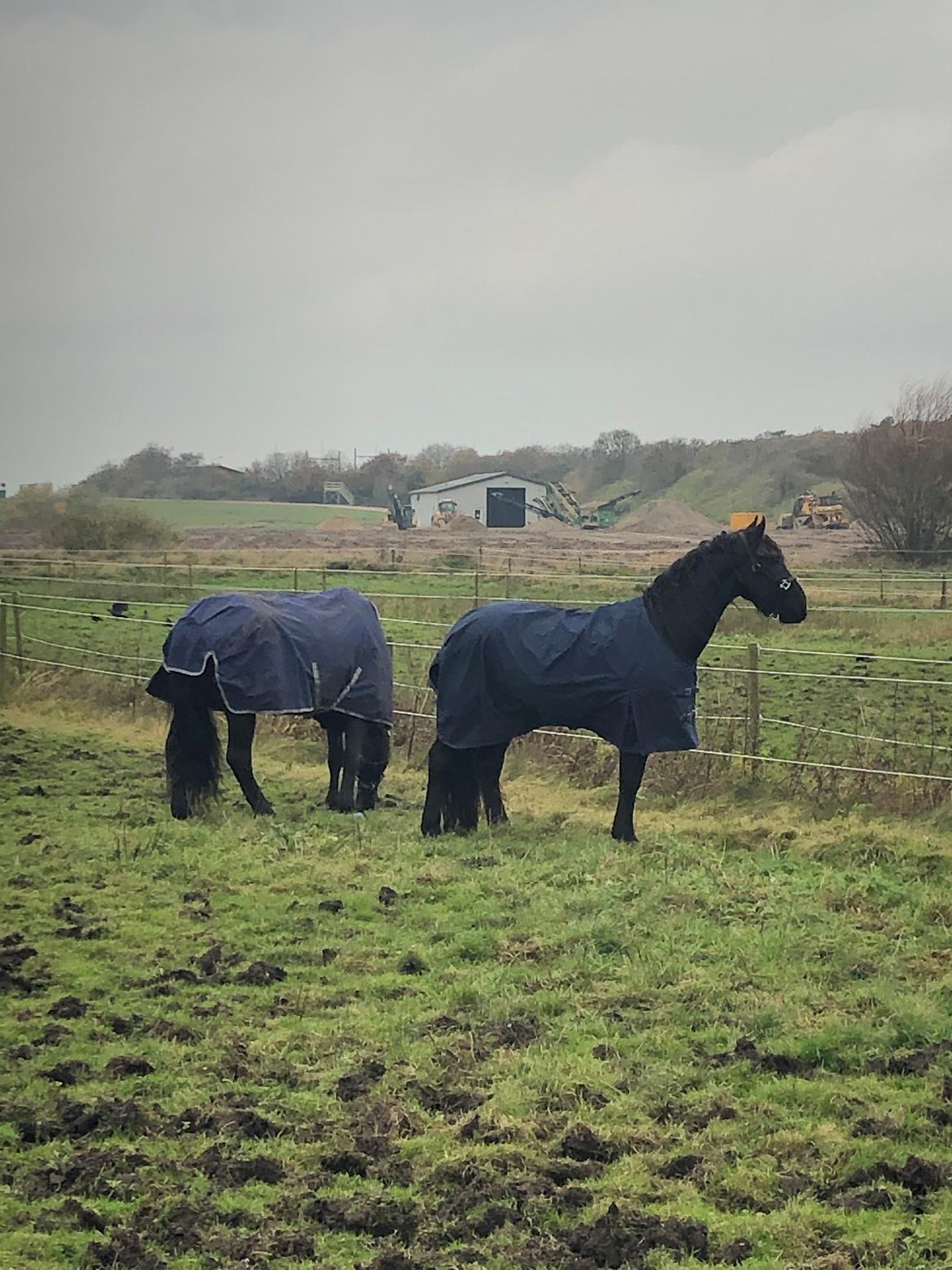 Frieser Anton fan stald barok billede 7