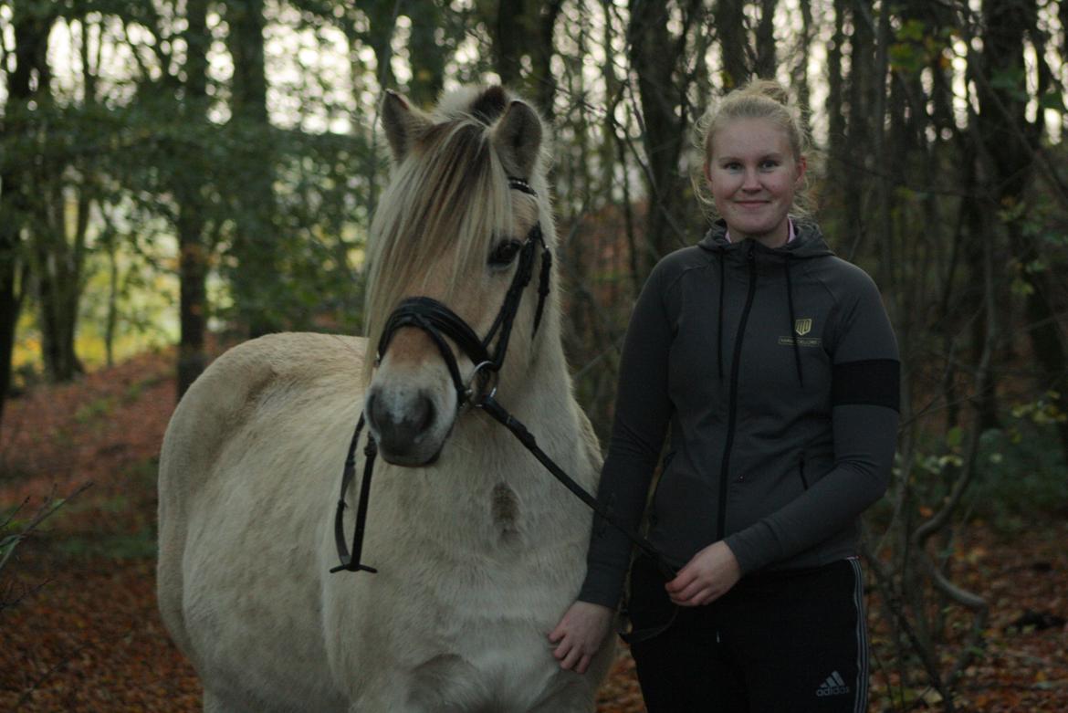 Fjordhest Søgårdens Birk <3 - verdens dejligste dreng <3 billede 1