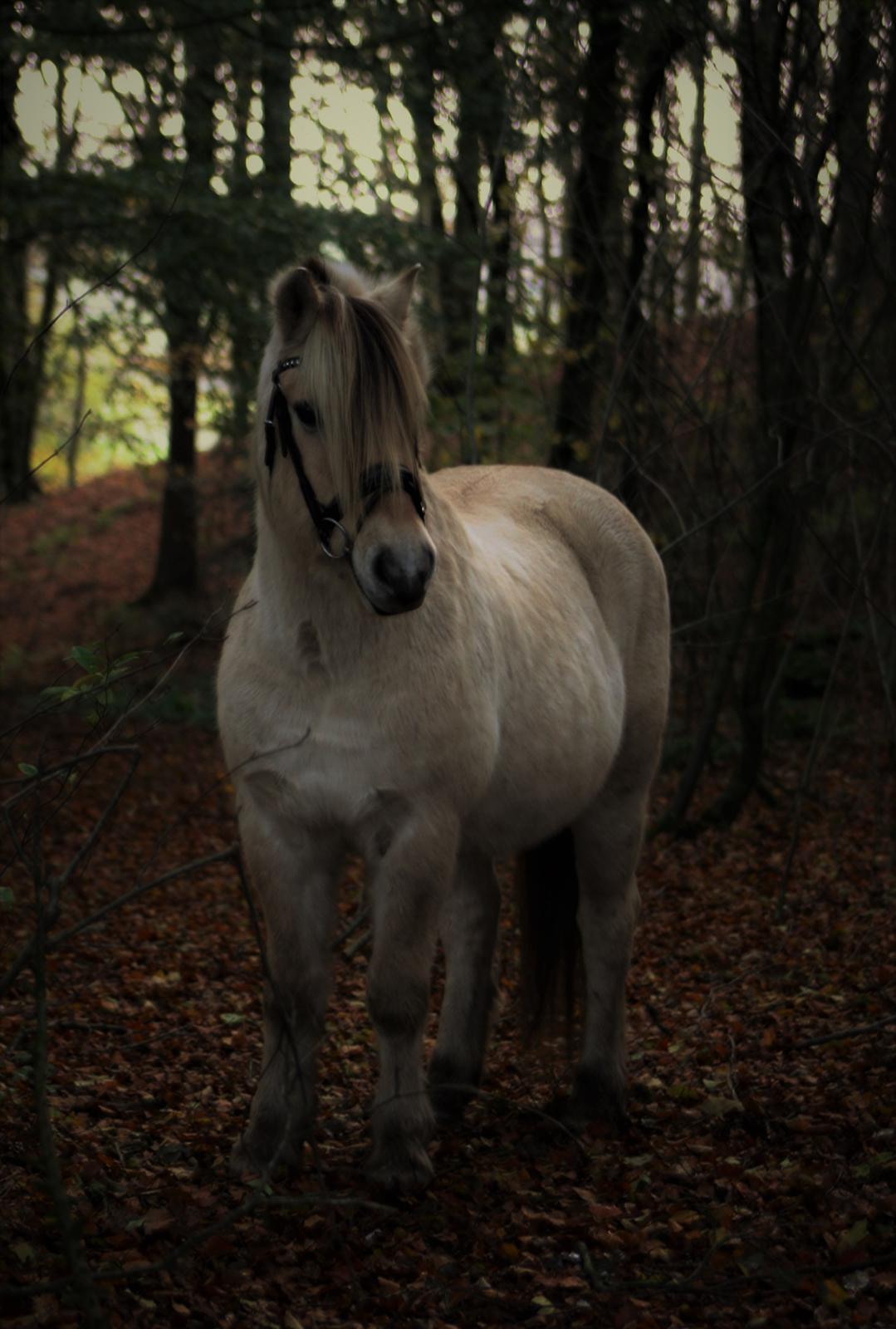 Fjordhest Søgårdens Birk <3 billede 14